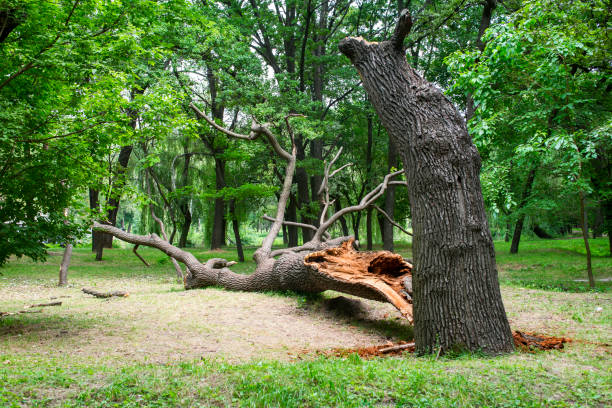 Best Root Management and Removal  in Vergennes, VT