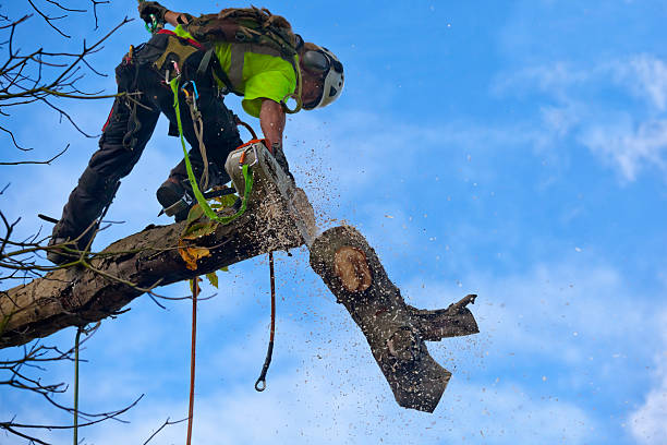 Best Root Management and Removal  in Vergennes, VT